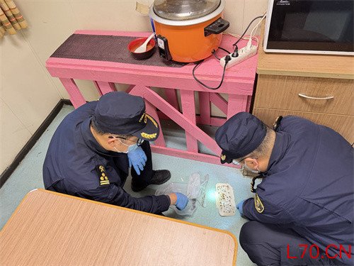 一艘入境船藏600余只德国小蠊 海关紧急除害